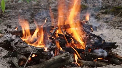 Close-up on a burning-out campfire in the forest Video stock 77688521