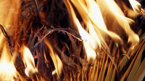Close up of a burning palm leaf in slow motion, very detailed structure Stock-Footage 106402180