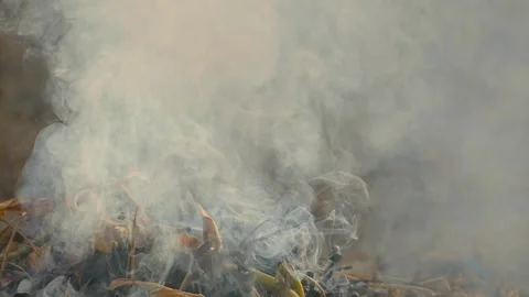 Close-up, burning plant waste in the garden, burning and destroying dry plant Vídeos de archivo 254773053