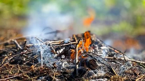 Close-up of burning twigs and ashes in a natural outdoor setting Foto stock