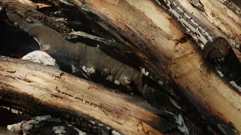 Close-up of burning wood logs with bright flickering flames and glowing embers Stock Footage 342377323