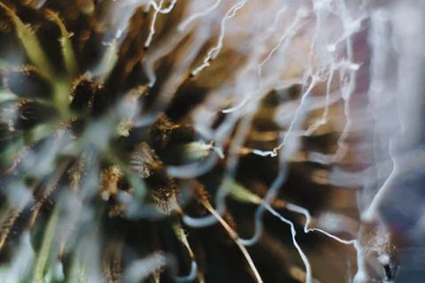 Close-up of burnt dandelion fluff Stock Photos