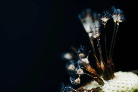 Close-up of burnt dandelion fluff Stock Photos