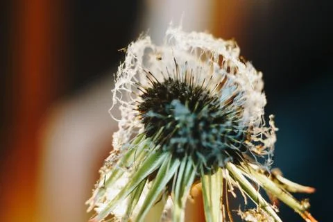 Close-up of burnt dandelion fluff Stock Photos