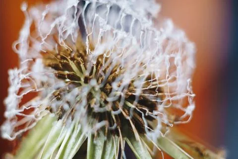 Close-up of burnt dandelion fluff Stock Photos