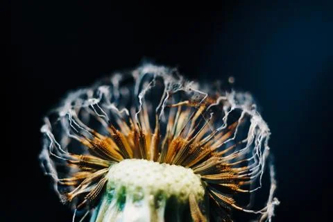 Close-up of burnt dandelion fluff Stock Photos