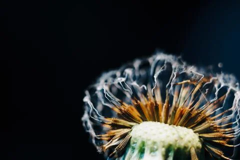 Close-up of burnt dandelion fluff 库存照片