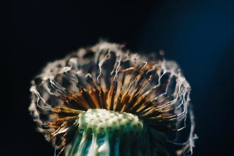 Close-up of burnt dandelion fluff Stock Photos