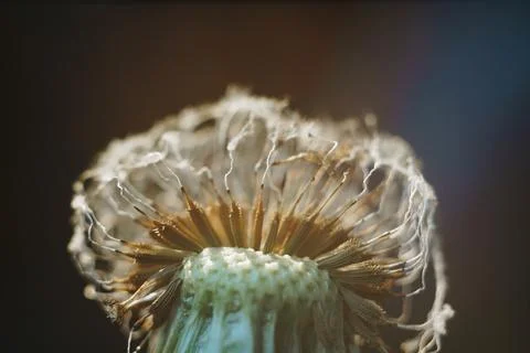 Close-up of burnt dandelion fluff Foto stock