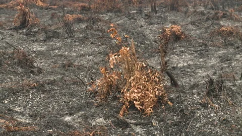 Close of Burnt Peat, Indonesia Stock Footage 142850039