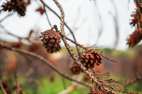 Close up of burnt pine cones after a wildfire 写真素材