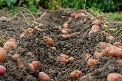 Close-up of burnt soil with small rocks and plants Stock Photos
