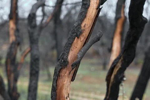 Close-Up of Burnt Tree with Exposed Inner Bark Stock Photos