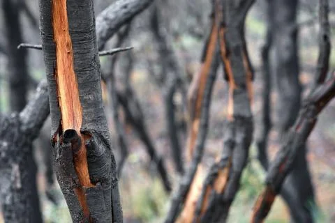 Close-Up of Burnt Tree with Exposed Inner Bark Stock Photos