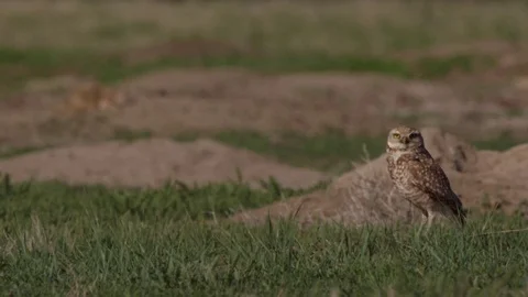 Close on burrowing owl on ground of colony Stock Footage 83600229