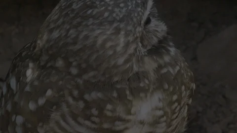 Close-up burrowing owl vocalizing, shaking &amp; turning head  Stock Footage 114891890