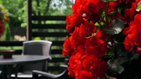 Close-up of a Bush of Beautiful Bright Red Flowers - Begonias Stock Footage 291323902