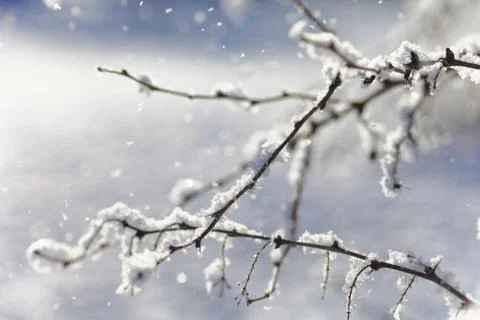Close up of bush branches under the cap of snow. Stock Photos