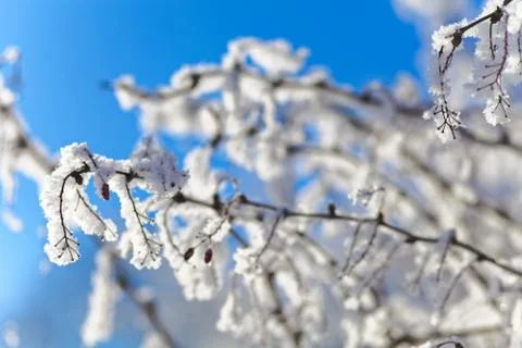 Close up of bush branches under the cap of snow. Stock-Fotos