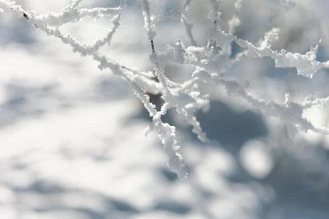 Close up of bush branches under the cap of snow. Stock Photos