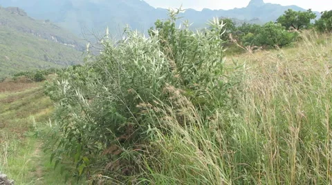 Close Up Bush 스톡 동영상 1086677