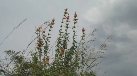 Close Up Bush Video stock 1086689