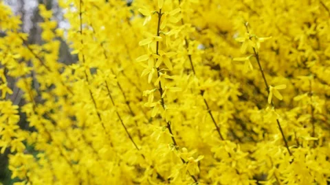 Close up of bush with many small blossoms swaying in the wind.  Stock-Footage 332819172