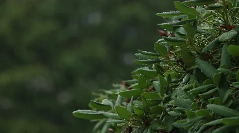 Close Up - Bush in The Rain Stock Footage 40846721