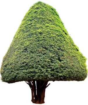 Close up of a Bush (shrubs) triangular ornamental plants for garden decoration. Stock Photos