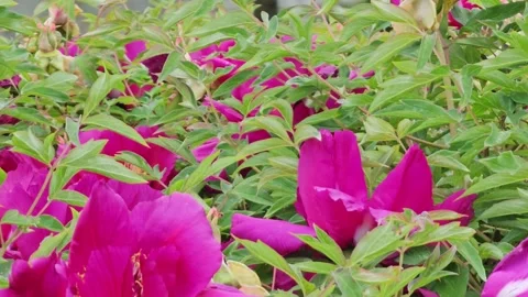 Close-up of bush of Tree Peony or Paeonia suffruticosa Stock Footage 328436414