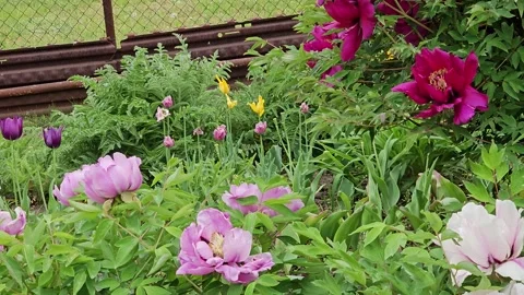 Close-up of bush of Tree Peony or Paeonia suffruticosa Stock Footage 328436416