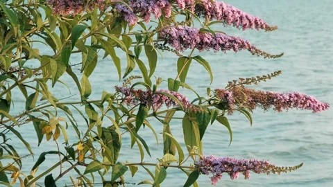 Close-up of bushes branches gently swaying in the wind by the shores of lake at Stock-Footage 252370974