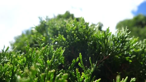 Up close bushes landscaping cool close up macro shot 스톡 동영상 77258361