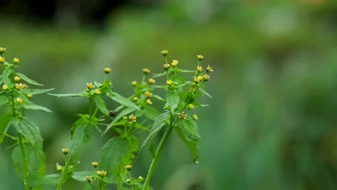 Close up of bushes swaying gently in the wind Stock Footage 320030553