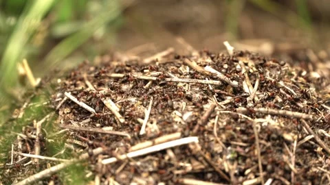 Close-Up of Busy Ant Colony at Work Stock Footage 255831662