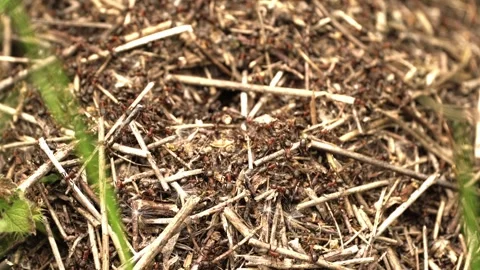 Close-Up of Busy Ant Colony at Work Stock Footage 255831812