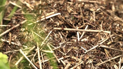 Close-Up of Busy Ant Colony at Work Stock Footage 255831833