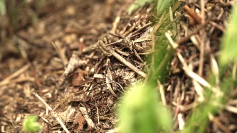Close-Up of Busy Ant Colony at Work Stock Footage 255831891