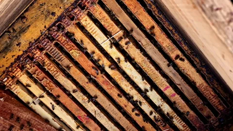 Close-Up of Busy Beehive with Bees on Honeycombs in Cesis, Latvia Stock Footage 327783621