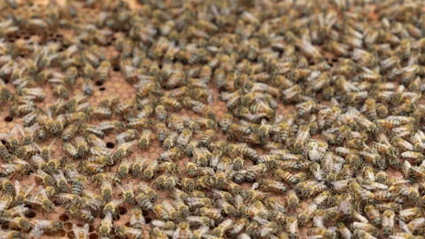 Close-up of a Busy Beehive with Honey Bees Working Stock Footage 328537252