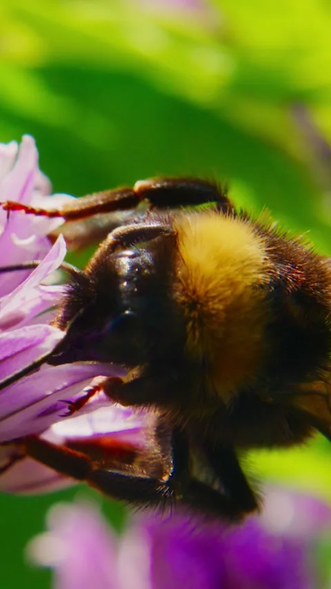 Close-up of a busy bumblebee on a bright purple blossom Stock Footage 346343156