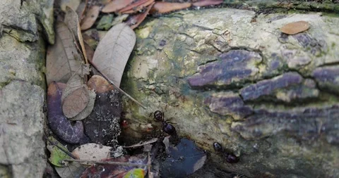 Close-up of a busy colony of surrounded by fallen dry leaves. Stock Footage 314879467