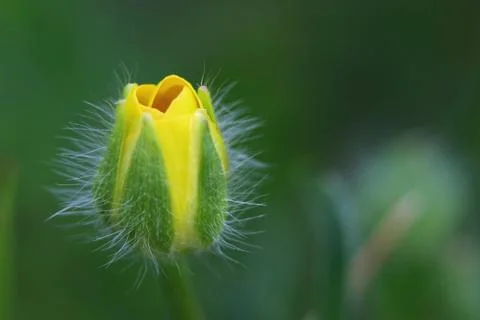 Close up of a buttercup  before hatching Stock Photos