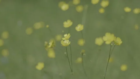 A close up of a buttercup. Slider Stock Footage 151826244