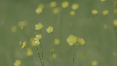 A close up of a buttercup. Slider Stock Footage 151826308