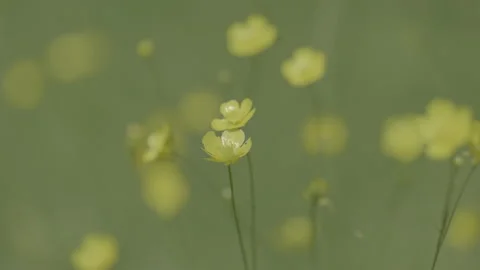 A close up of a buttercup. Slider Stock Footage 151826404