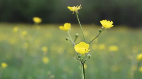 Close-up of buttercup wildflower Stock Footage 40341293
