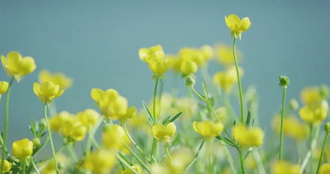 Close up of Buttercups Stock Footage 143284399