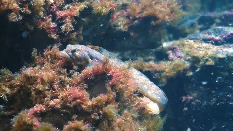 Close up of Butterfish Stock Footage 119494684