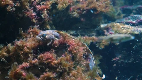 Close up of Butterfish Video stock 119494720